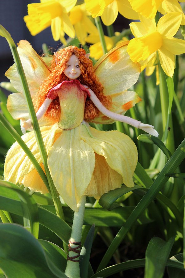 daffodil fairy